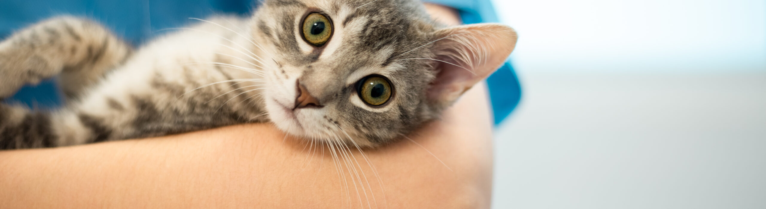 Park Grove Pet Hospital