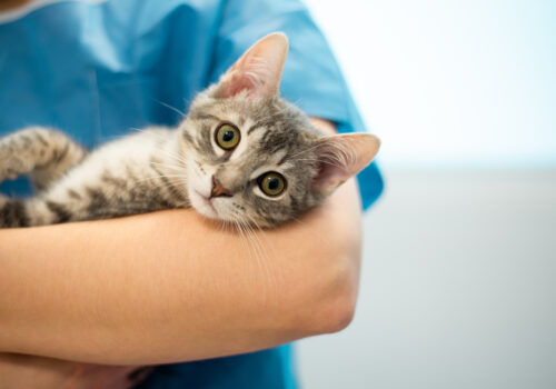 Park Grove Pet Hospital