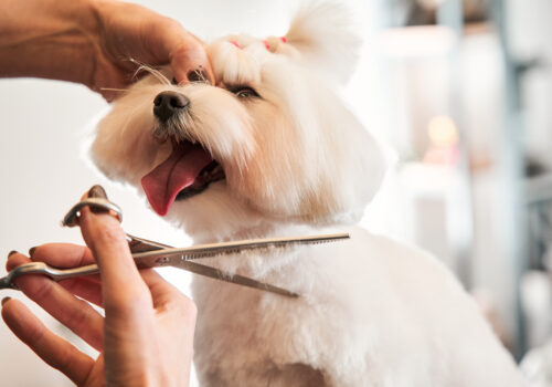 La Pooch Grooming