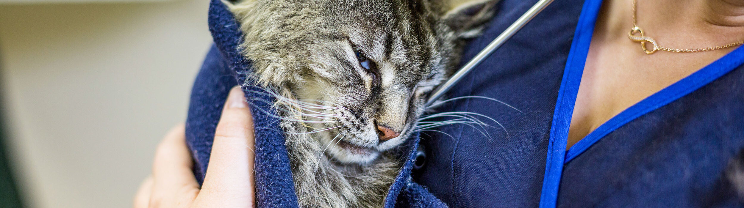 Cottage Grove Animal Hospital