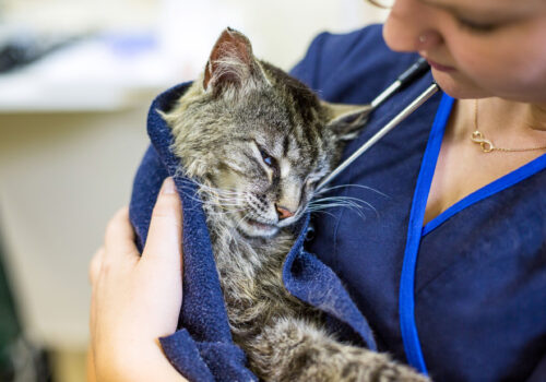 Cottage Grove Animal Hospital