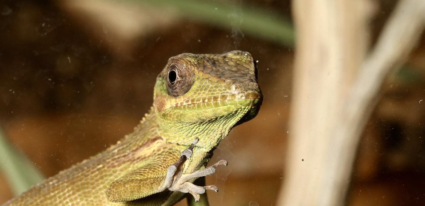 Finn’s Frog Farm
