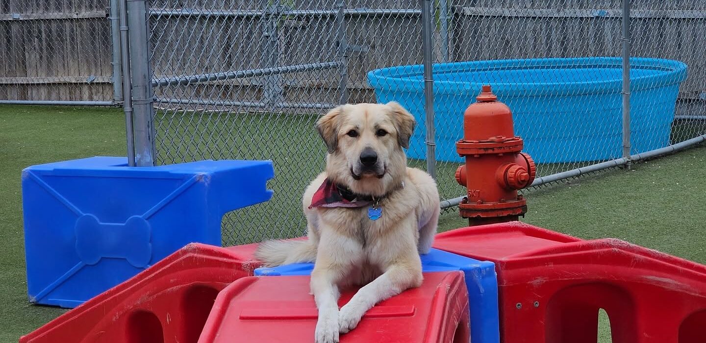 Hound Around Resort