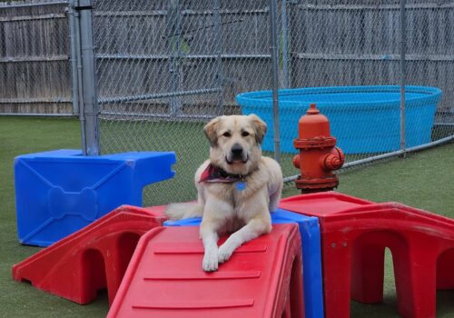Hound Around Resort