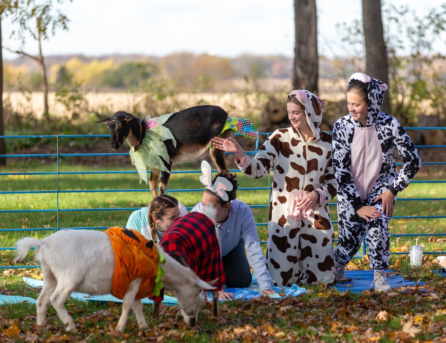 Halloween Goat Yoga