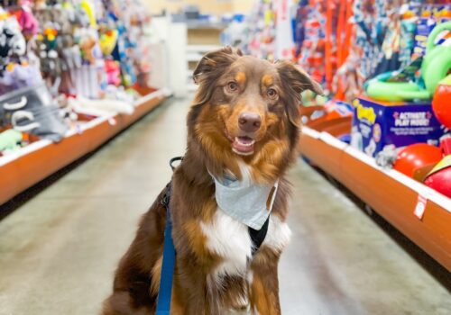 PetSmart