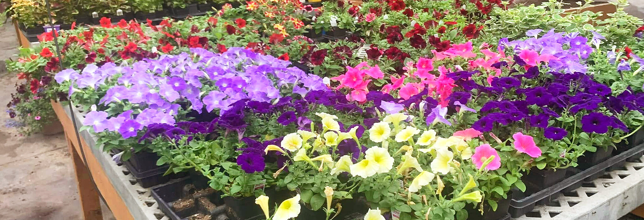 Whispering Gardens Center