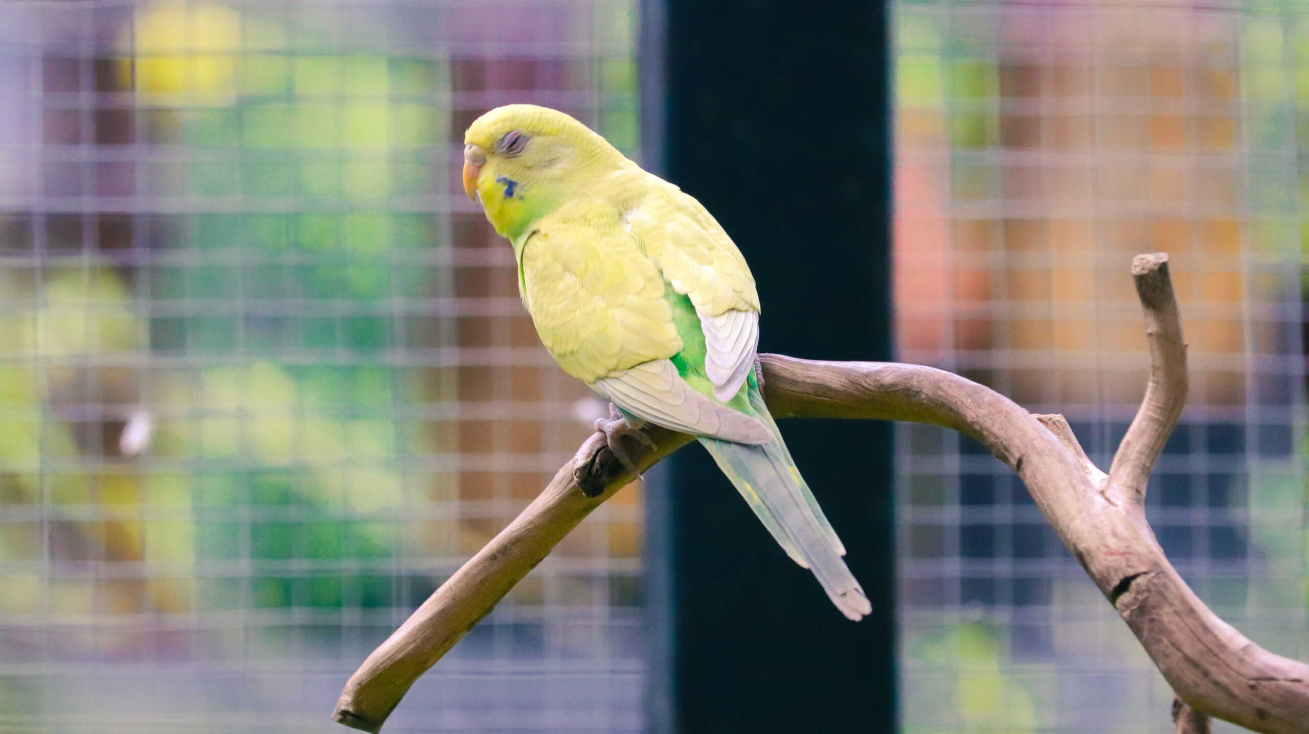 Cottage Grove Bird Expo